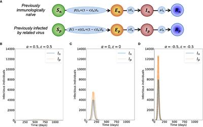 The impact of cross-reactive immunity on the emergence of SARS-CoV-2 variants